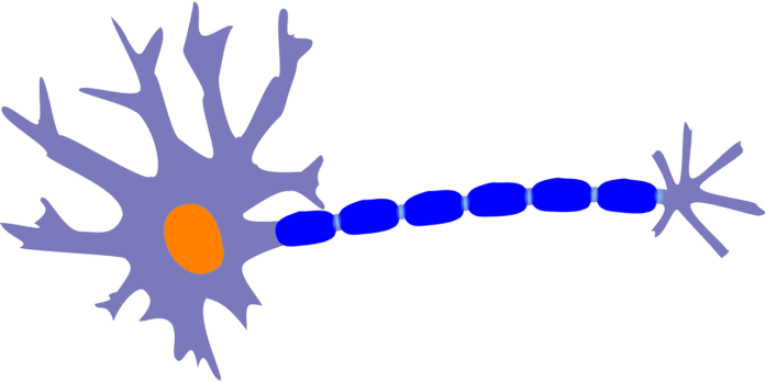 neuron 1630220306